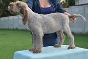 wye niemiecki, spinone italiano