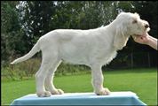 wye niemiecki, spinone italiano
