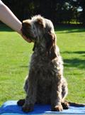 wye niemiecki, spinone italiano