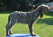 wye niemiecki, spinone italiano