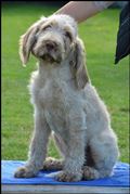 wye niemiecki, spinone italiano