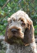 wye niemiecki, spinone italiano