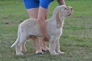 wye niemiecki, spinone italiano