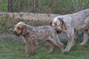 wye niemiecki, spinone italiano