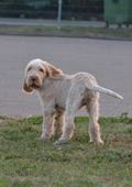 wye niemiecki, spinone italiano