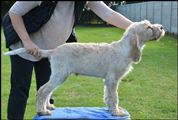 wye niemiecki, spinone italiano