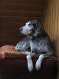 wye niemiecki, spinone italiano