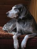 wye niemiecki, spinone italiano