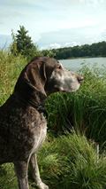 wye niemiecki, spinone italiano