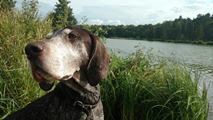 wye niemiecki, spinone italiano