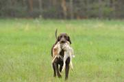 wye niemiecki, spinone italiano