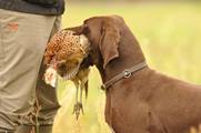 wye niemiecki, spinone italiano