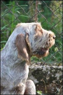 wye niemiecki, spinone italiano