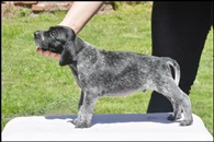 wye niemiecki, spinone italiano