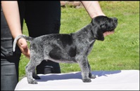 wye niemiecki, spinone italiano