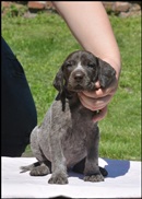 wye niemiecki, spinone italiano