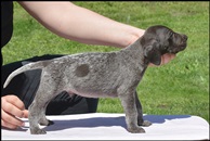 wye niemiecki, spinone italiano
