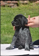 wye niemiecki, spinone italiano
