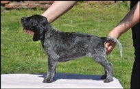 wye niemiecki, spinone italiano