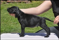 wye niemiecki, spinone italiano
