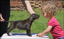 wye niemiecki, spinone italiano