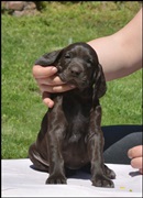 wye niemiecki, spinone italiano