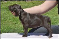 wye niemiecki, spinone italiano