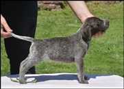 wye niemiecki, spinone italiano