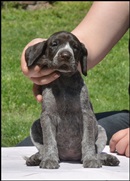 wye niemiecki, spinone italiano