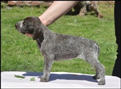 wye niemiecki, spinone italiano