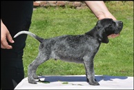 wye niemiecki, spinone italiano