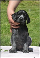 wye niemiecki, spinone italiano