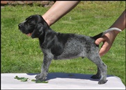 wye niemiecki, spinone italiano