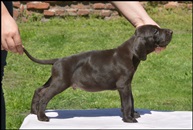 wye niemiecki, spinone italiano