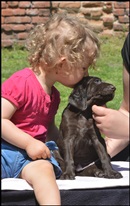 wye niemiecki, spinone italiano