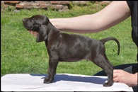 wye niemiecki, spinone italiano