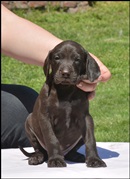 wye niemiecki, spinone italiano