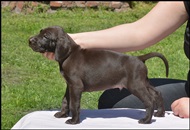 wye niemiecki, spinone italiano