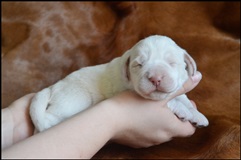 wye niemiecki, spinone italiano
