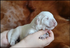 wye niemiecki, spinone italiano