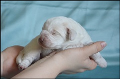 wye niemiecki, spinone italiano
