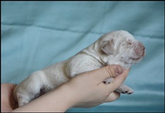 wye niemiecki, spinone italiano