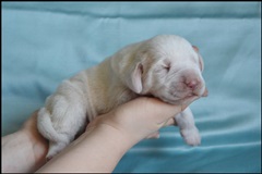 wye niemiecki, spinone italiano