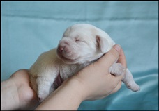 wye niemiecki, spinone italiano