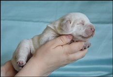 wye niemiecki, spinone italiano