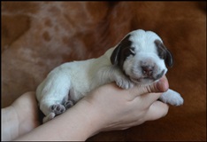 wye niemiecki, spinone italiano