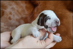 wye niemiecki, spinone italiano