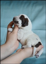 wye niemiecki, spinone italiano