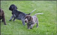 wye niemiecki, spinone italiano