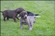 wye niemiecki, spinone italiano